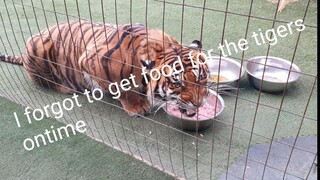 how much did the tigers Christmas gift  cost ?