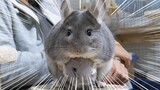 How Would Chinchillas React When Master Doesn't Play With It?