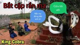 Giấc Mộng Bà Lão Cầu Cứu Trần Thạch Vlogs Bắt Cặp Rắn Hổ Mang Quậy Phá Ngôi Mộ Rắn Ma | King Cobra