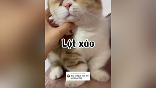 Trả lời   Anh đẹp trai rồi nha mèo cat