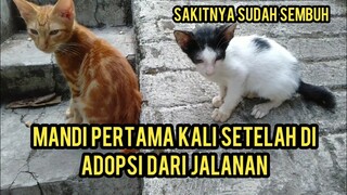 Setelah Berhari-hari Di Jalanan Akhirnya Anak Kucing Ini Punya Tempat Tinggal..!