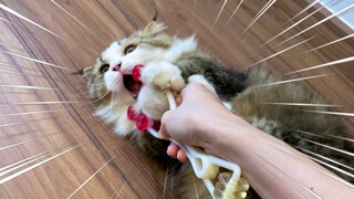 NĂN NỈ TEEMO ĐỂ ĐƯỢC MASSAGE CHO NÓ! | The Happy Pets #110