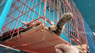 I Hope Kitten More Stronger Now + Nap time + Nieghboor Kittens