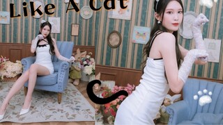 【楷混_Vượt thời gian】Mèo nhỏ không vẫy đuôi với mọi người❤️『AOA-Like A Cat』Mèo bước đi lặng lẽ