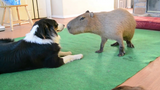 สุนัขและ Capybara