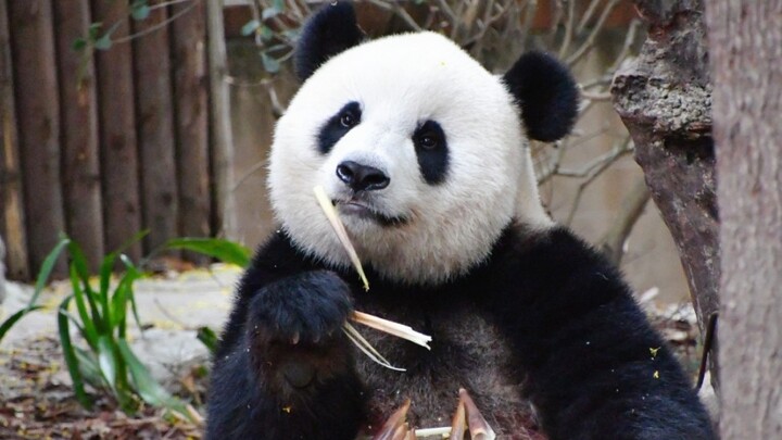 Giant Panda|Mengmeng