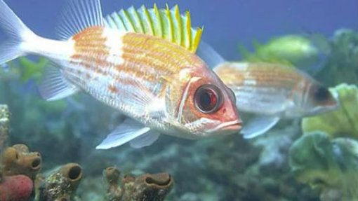 20 weirdest fish in the ocean