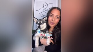 Where should we do next? LearnOnTikTok dogs dogbreeds