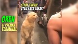 GEMES BANGET!! Reaksi Kucing Oren Marah-marah di Bus Karena Ga Kebagian Kursi - Kucing Oren Lucu