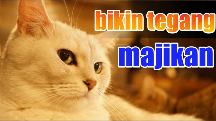 Tegang🙀Detik detik kucing saat akan melahirkan