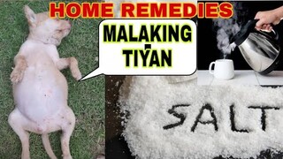 HINDI MAKADUMI ANG PUPPY KO  | MALAKING TIYAN NG TUTA