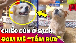 Chú chó khiến Sen bất lực với 'ĐAM MÊ TẮM RỬA' khi ngày nào cũng đòi tắm hơn 2 lần 😅 | Gâu Đần