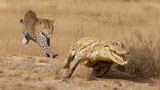 Extreme fight Leopard Vs Crocodile, Wild Animals Attack