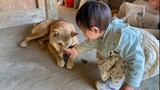 Sikap Kucing dan Anjing Terhadap Bayi Manusia Sungguh Berbeda