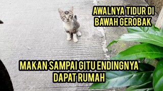 Masya Allah Anak kucing Jalanan Ini Minta Makan Endingnya Malah Dapat Rumah..!