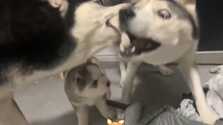[Hewan Lucu] Husky: Tidak! Keluarga Kami Bodoh Semua