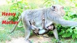 Old Mama Monkey Always Keeps Baby Closer To Her Body, Best Cares of Mother Monkey