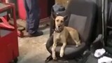 [MAD]Mix funny video of a dog with <Bounce That>|New World Sound