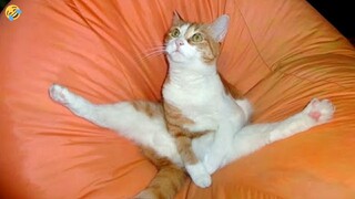 FUNNY CATS and DOGS & other ANIMALS 🐱🐶🦜 New Funniest Animal Videos 2023 😂