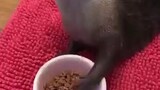 Cute otter eating with it's tiny hands