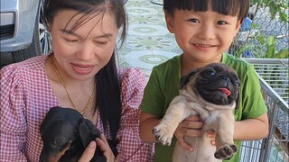 Tin và anh Hai đi mua Cún Con ❤ Chó Pug mặt xệ & Lạp Xưởng