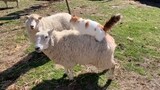 Dance|The Cat Massages The Back of The Sheep