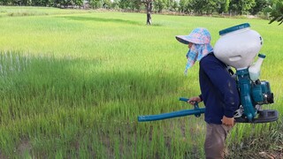 เติมพลังให้ต้นข้าว  สไตล์เฮามันไทบ้าน