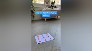 Should we do a rematch? fyp PetsOfTikTok dogchallenge minihusky kleekai