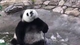 熊猫：你是几级保护动物？跟我斗~