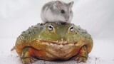 Bữa tối của ếch: KHÔNG dành cho những người yêu chuột