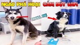 Thú Cưng Vlog | Ngáo Phá Hoại Và Đầu Moi #1 | Chó thông minh vui nhộn | smart dog funny pets