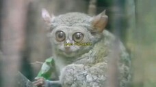 Hewan Unik Dan Langka Tarsius Tarsier Dari Pulau Sulawesi