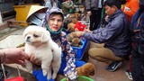 Chợ bán chó mèo cảnh thú cưng rẻ nhất Việt Nam mới nhất