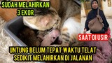 KUCING HAMIL DI USIR DARI KONTRAKAN PART 2 MELAHIRKAN DI CATS LOVERS TV..!
