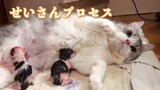 [สัตว์]เจ้าของช่วยแม่แมวคลอดลูก