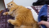 An orange cat is beaten 2000 times a day, this is the change in its body!