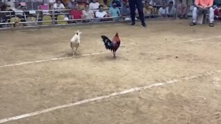 StanSid black at Pasay cock derby.