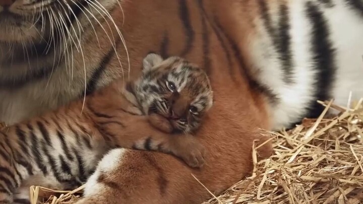 母虎将她的可爱幼崽搂入怀中
