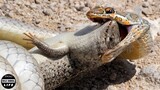 King Cobra Fights Monitor Lizard To The Death And What Happened Next ? | Wild Animals