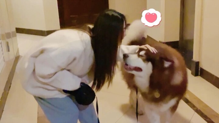 [Hewan]Ini Anjing Ajaib! Pengertian Hingga Membuat Orang Terharu...