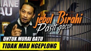 jebolkan birahi biar MURAI GACOR