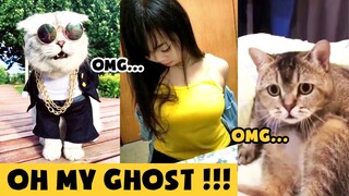 【Tik Tok Chó Mèo】Không nhịn nổi😂😂 Những chú Chó Mèo hài hước nhất thế giới #3