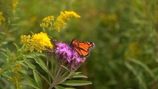 beautiful flowers and butterflies