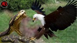 Top 6 battles between eagle and snake | #DiscoveryTheMystery