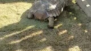 Turtle 🐢 😍😘