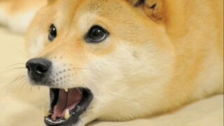 Doge compilation!