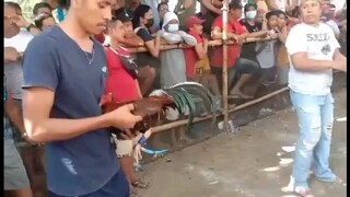 timing,accuracy and power,pure red kelso(3x winner)Sayang lang Kasi malabo na Mata mo tanda na kasi.