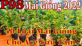 Mai vàng chơi tết p98 | 0345556525 Phong | 40 Loại Mai Giống đang bán trên thị trường cho ae sưu tằm