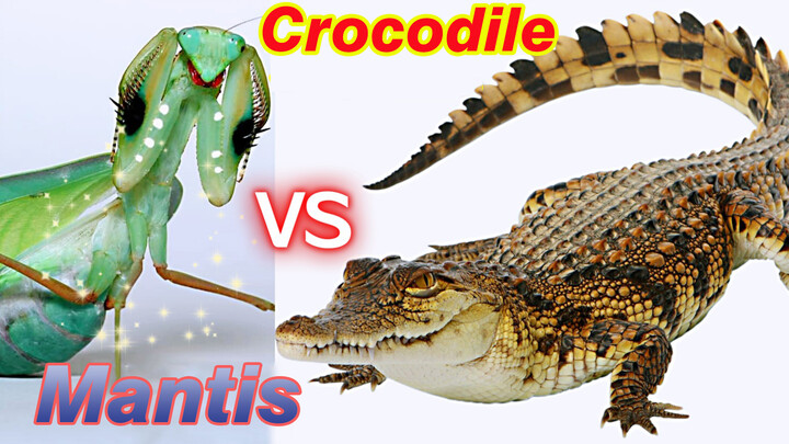 A Big Mantis VS a Small Crocodile. Who Will Win?
