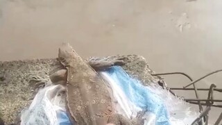 detik detik biawak terjun bebas